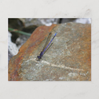 Carte Postale Purple Damselfly Nature Photo