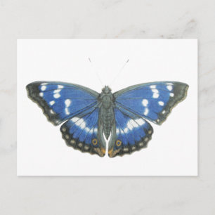 Carte Postale Purple Emperor 2012