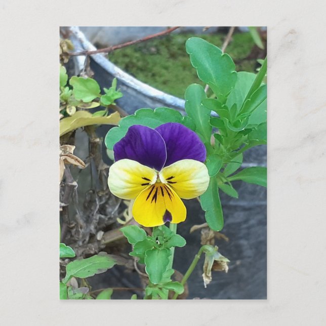 Carte Postale Purple et Yellow Pany (Devant)