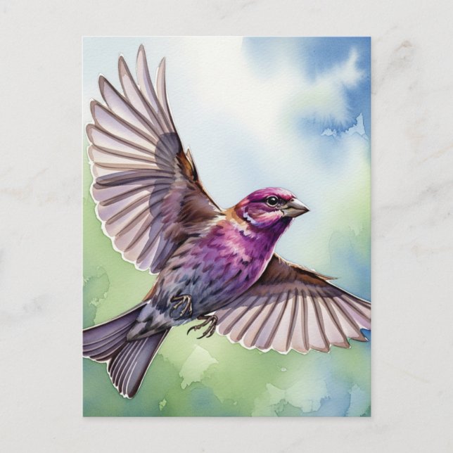 Carte Postale Purple Finch en vol (Devant)