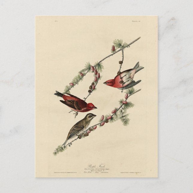 Carte Postale Purple Finch - John J. Audubon's Birds of America (Devant)