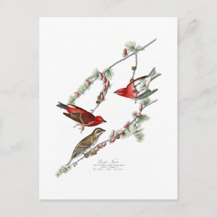 Carte Postale Purple Finch John James Audubon Oiseaux d'Amérique