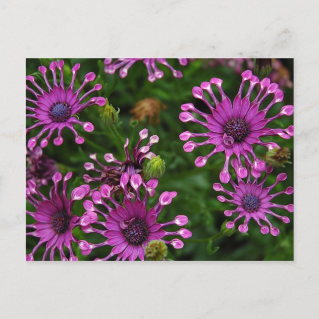 Carte Postale Purple Firework Flowers (Devant)
