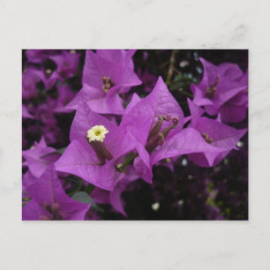 Carte Postale Purple flowers Postcard