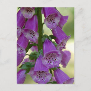 Carte Postale Purple Foxglove
