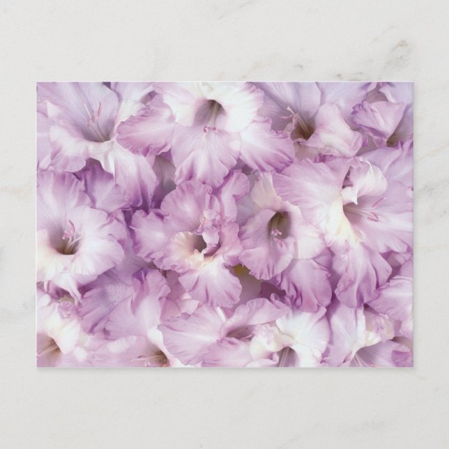 Carte Postale Purple Glads Toutes Les Occasions (Devant)