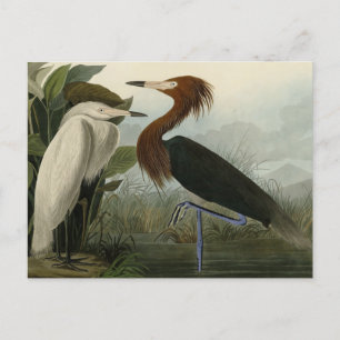Carte Postale Purple Heron - de Audubon's Birds of America