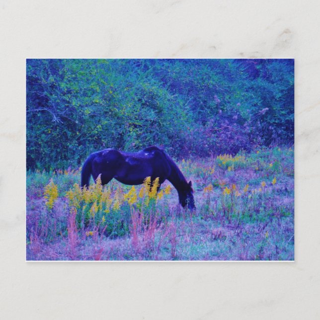Carte Postale Purple Horse à Rainbow (Devant)