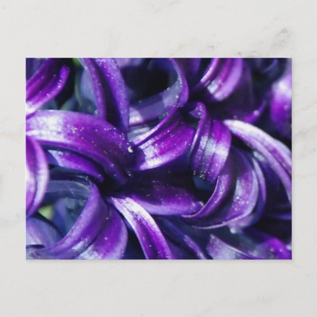 Carte Postale Purple Hyacinth Flower (Devant)