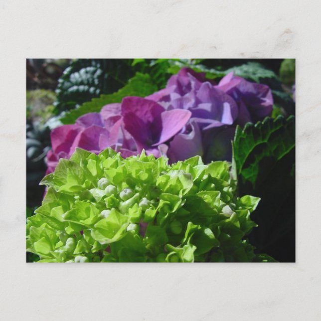 Carte Postale Purple Hydrangeas (Devant)