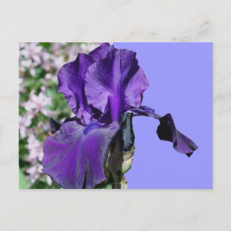 Carte Postale Purple Iris
