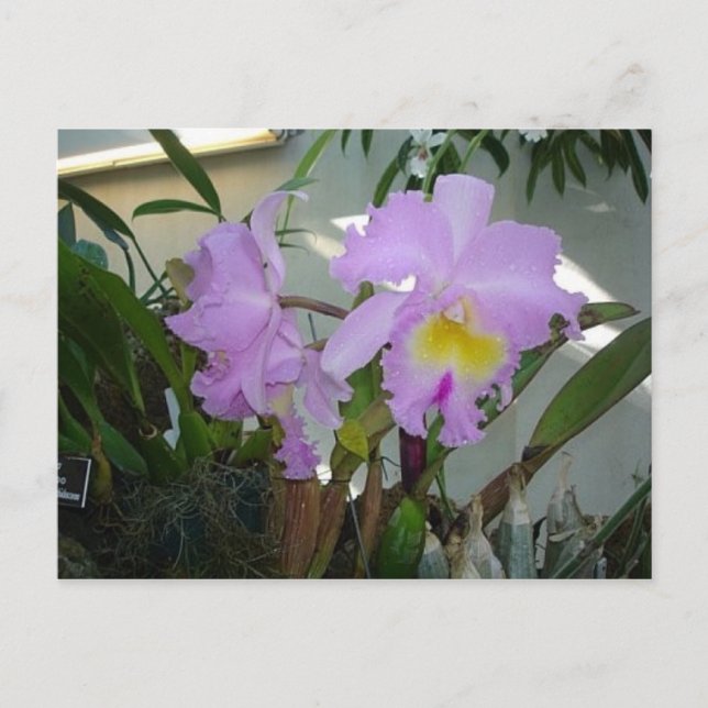 Carte Postale Purple Iris (Devant)