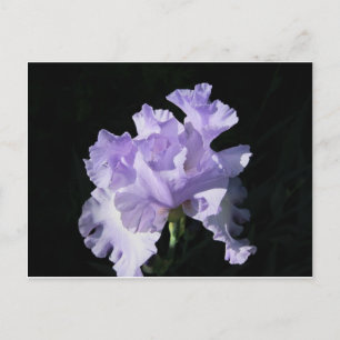 Carte Postale Purple iris Flower On Black Background