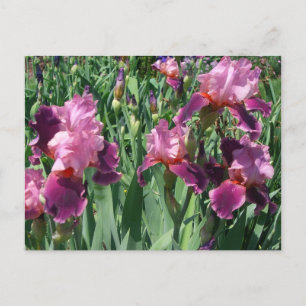 Carte Postale Purple Irises Printemps Floral