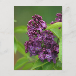 Carte postale Purple Lilac