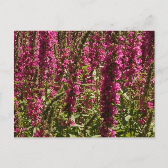 Carte postale Purple Loosestrife (Devant)