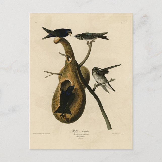 Carte Postale Purple Martin de Audubon's Birds of America (Devant)