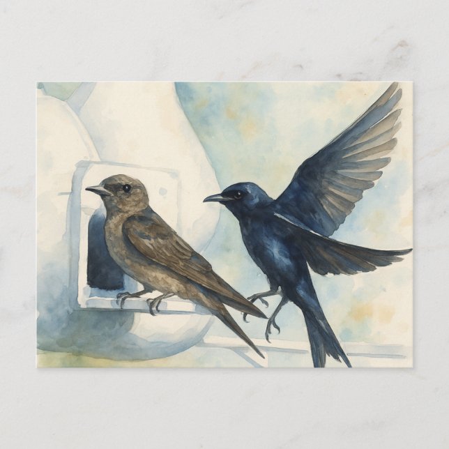 Carte Postale Purple Martin Landlord Nature Swallow Bird Gourds (Devant)