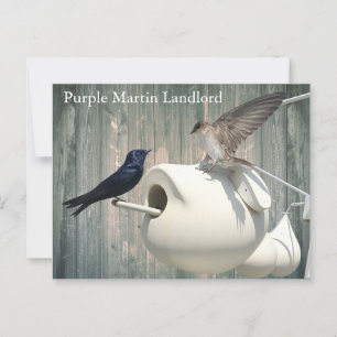 Carte Postale Purple Martin Landlord Nature Swallow Bird Gourds