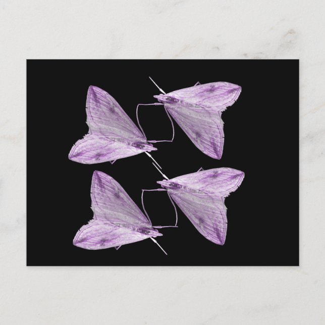 Carte postale Purple Moth Art (Devant)