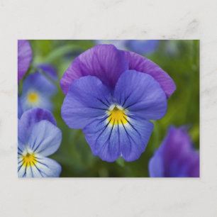 Carte Postale Purple Pansy