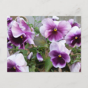 Carte postale Purple Pansy
