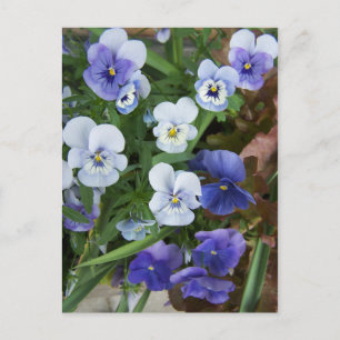Carte Postale Purple Pansy