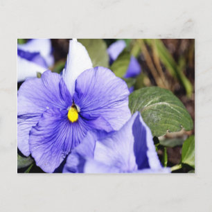 Carte Postale Purple Pansy