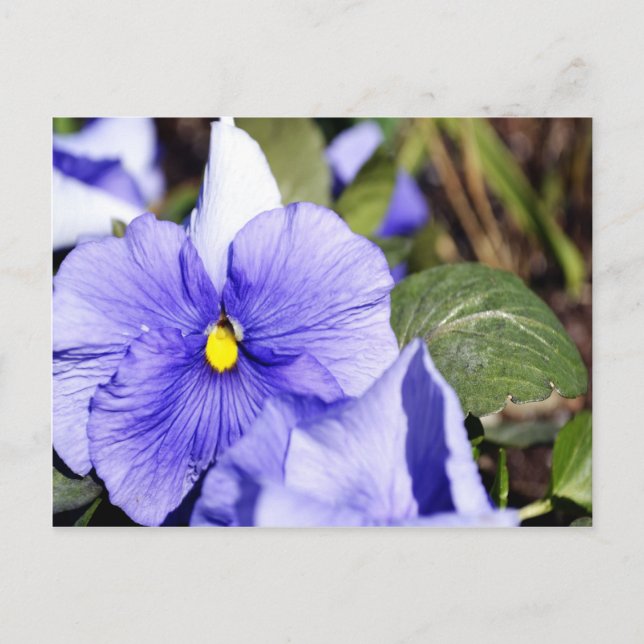 Carte Postale Purple Pansy (Devant)
