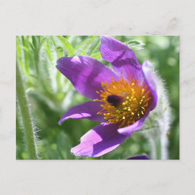 Carte Postale Purple Pasque (Devant)