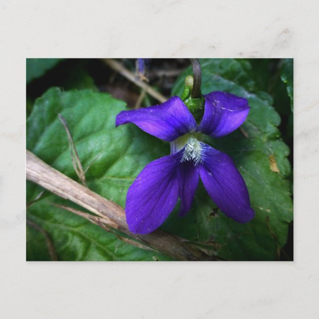 Carte Postale Purple Petals (Devant)