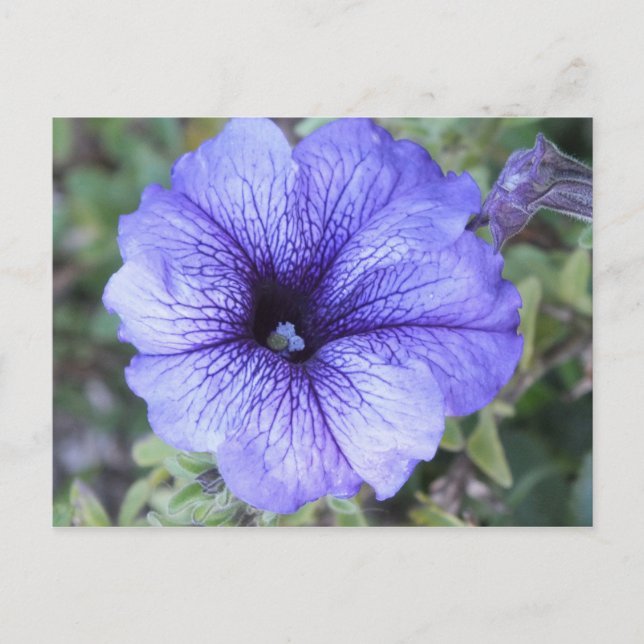 Carte Postale Purple Petunia Postcad (Devant)