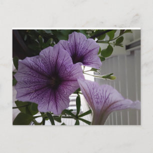 Carte Postale purple petunias post card