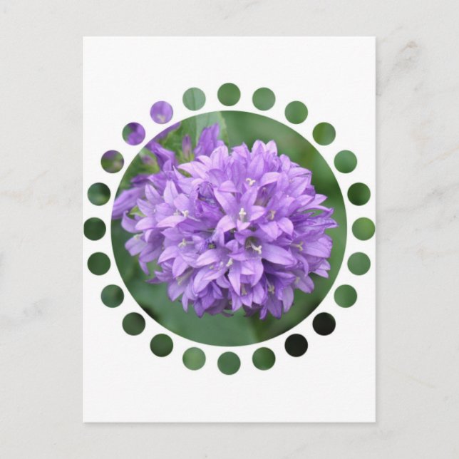 Carte postale Purple Phlox (Devant)