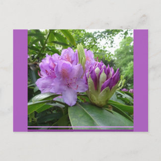 Carte Postale Purple Rhododendron Fleurs & Bureaux do-it-yoursel