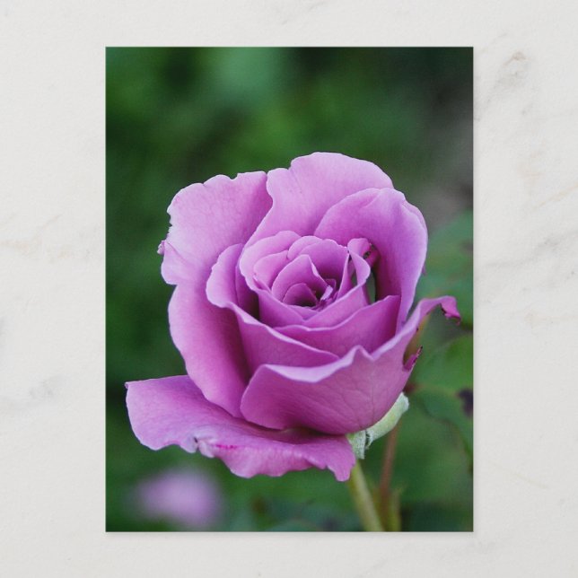 Carte Postale Purple Rose Bud (Devant)