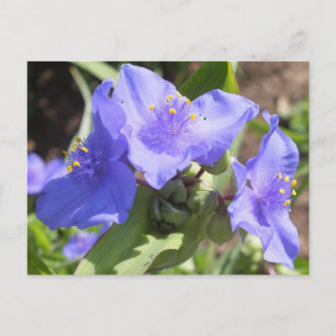 Carte postale Purple Spiderwort
