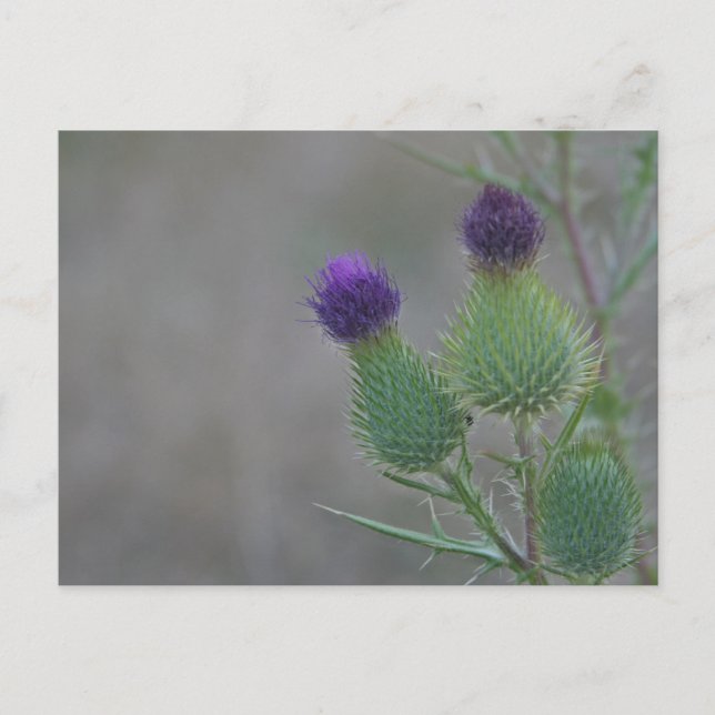 Carte Postale Purple Thistles (Devant)