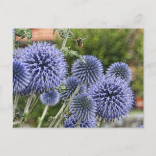 Carte Postale Purple Thistles and Bee à Brienz, Suisse