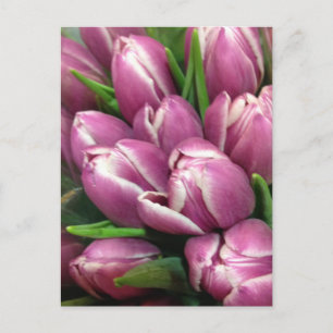 Carte Postale Purple Tulip Flowers