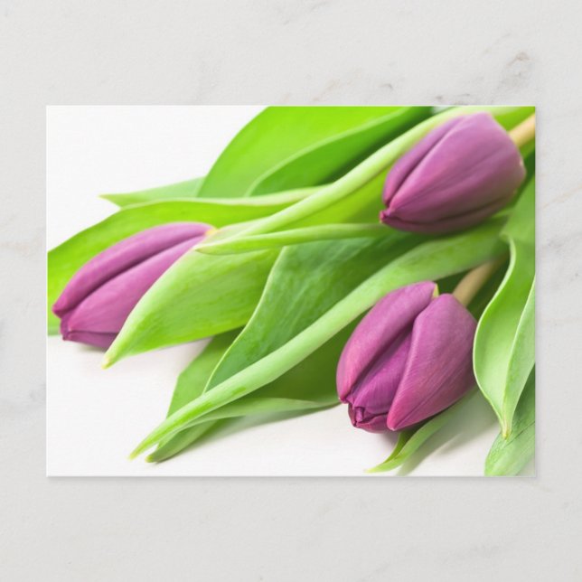 Carte Postale Purple Tulips Postcard (Devant)