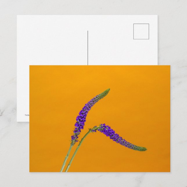 Carte Postale Purple Veronicas (Devant / Derrière)