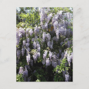 Carte Postale Purple Vine Wisteria Flowers Wildflowers Photo