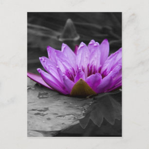 Carte Postale Purple Water Lily 002 Arrière - plan noir et blanc