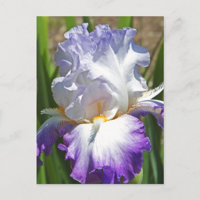 carte postale, "PURPLE & WHITE IRIS AVEC TOUCHE D' (Devant)
