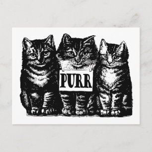 Carte Postale Purr Kittens