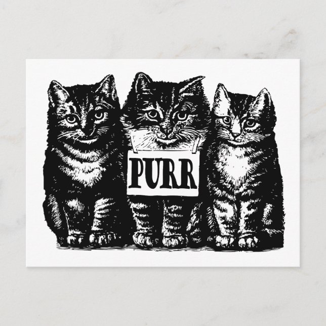 Carte Postale Purr Kittens (Devant)
