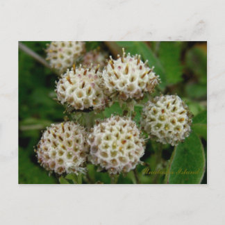 Carte Postale Pussytoes Blossoms, île de l'Unalaska
