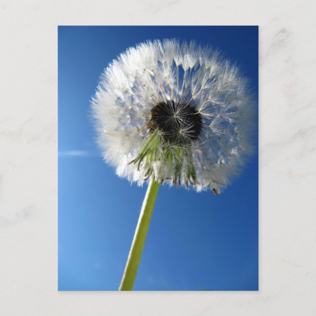 Carte Postale Pusteblume (Devant)
