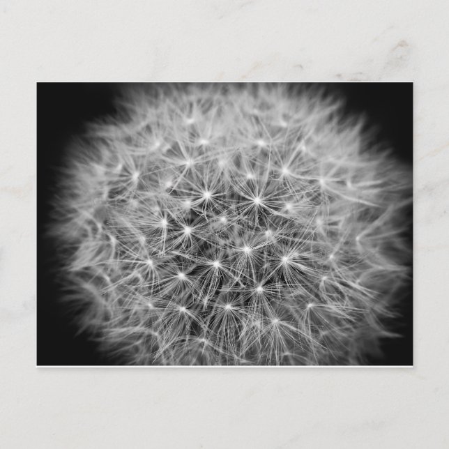 Carte Postale Pusteblume (Devant)
